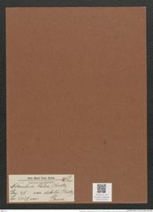 Nitzschia palea var. debilis (Kuetz.) Grun. (de-Toni-Nr.: Genus 47, Species 2127) Zeichnungen Sammlung Grunow Mappe 02250 (Herbarium_W_Grunow_drawings_Folder_02250)